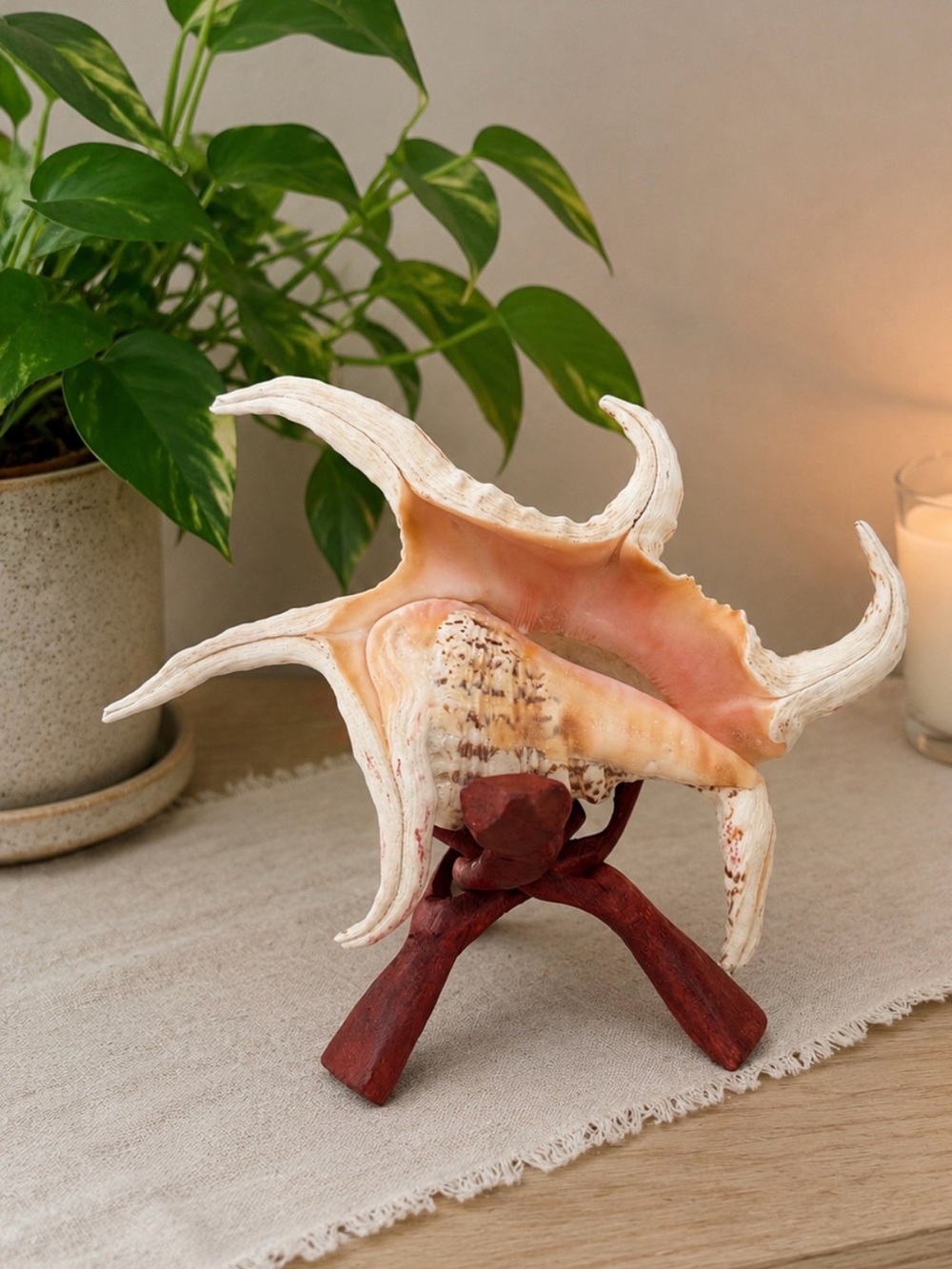 Coastal Decor | Lambis Conch | On Tripod Stand